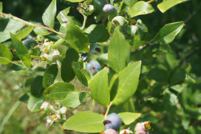 Borówka brusznica w twoim ogrodzie. Uprawa i pielęgnacja