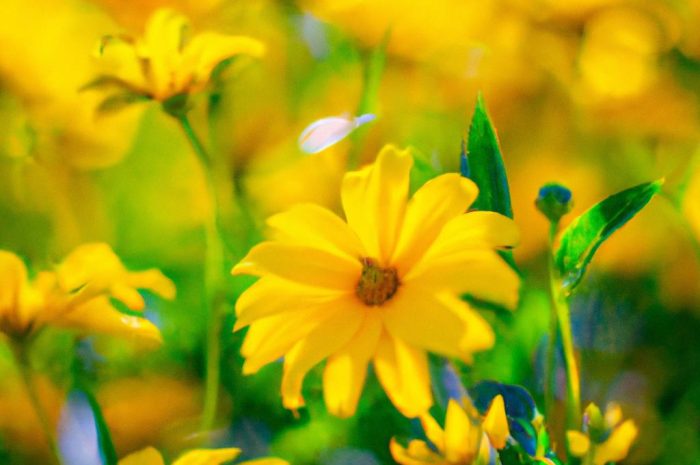 Bożykwiat meada – co to za kwiat? Jak wygląda jego uprawa i pielęgnacja?