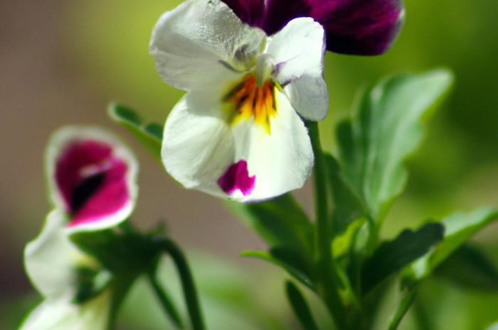 Bratek albo fiołek – popularny rodzaj kwiatów do uprawy ogrodowej