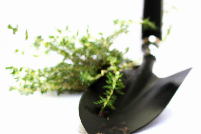 Brekinia – występowanie, uprawa i odpowiednia pielęgnacja