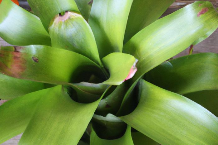 Bromelia doniczkowa – niezwykle urodziwy kwiat w twojej donicy! Z czym wiąże się jej uprawa i pielęgnacja?