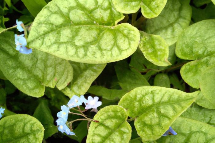 Brunera po zimie – najważniejsze zasady pielęgnacji