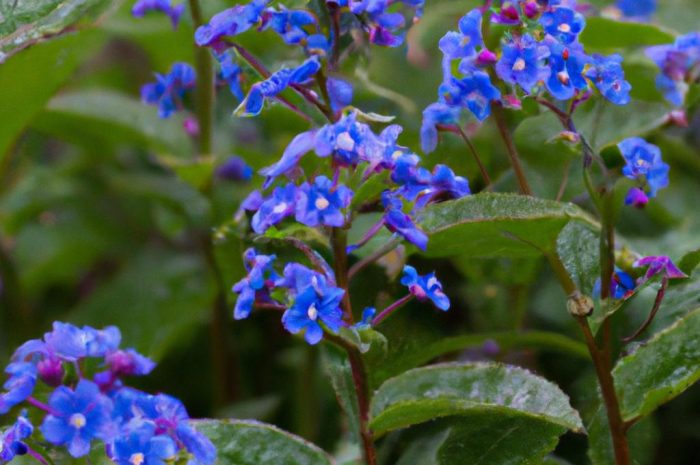 Brunera wielkolistna, czyli niezapominajka kaukaska – warunki uprawy, preferowane stanowiska, popularne odmiany