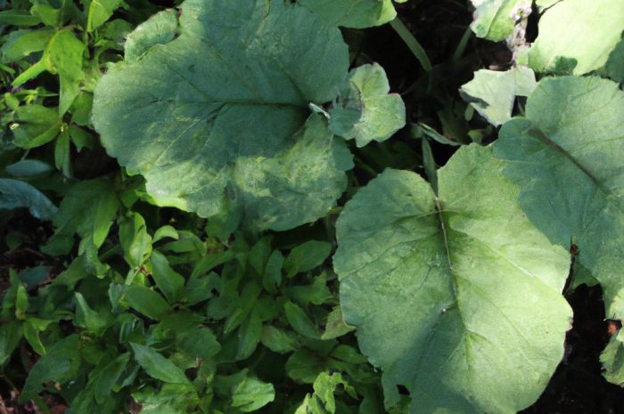 Brunera – idealna roślina ogrodowa do zacienionych miejsc