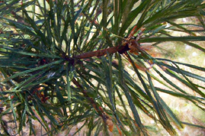 Brązowienie iglaków – co zrobić, gdy igły zaczynają brązowieć i żółknąć? Jaki nawóz do iglaków wybrać? Sprawdź!