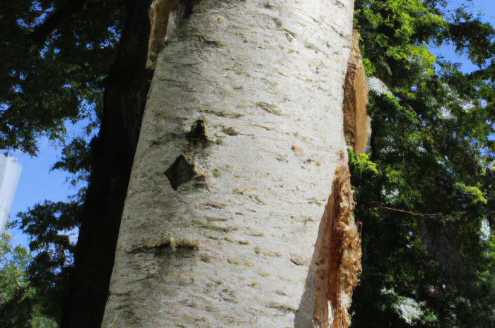 Brzoza – jakie są jej odmiany? Jak wygląda uprawa tego drzewa w praktyce? Co warto wiedzieć o jej pielęgnacji?