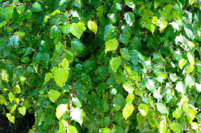 Brzoza karłowata – niewielki krzew o szerokich walorach ozdobnych. Poznaj ją bliżej!