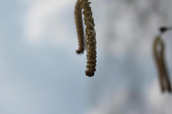 Brzoza omszona – najważniejsze informacje o Betula Pubescens