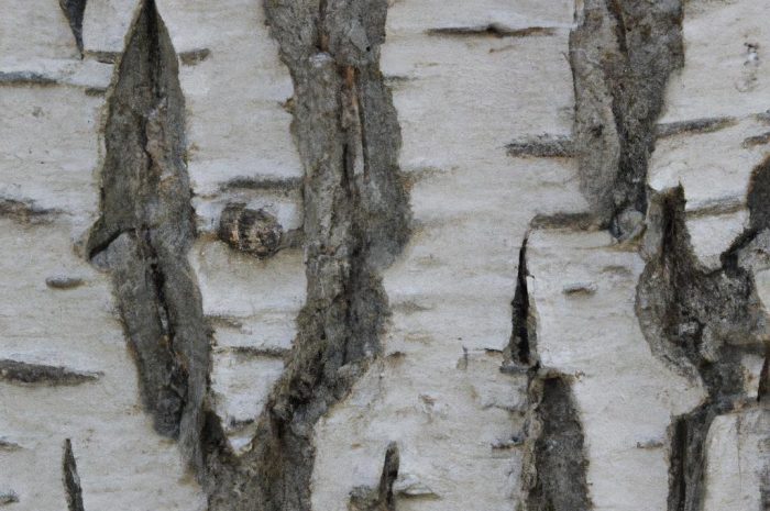 Brzoza pożyteczna (Betula utilis) i jej odmiany. Jak uprawiać te wyjątkowe drzewa?