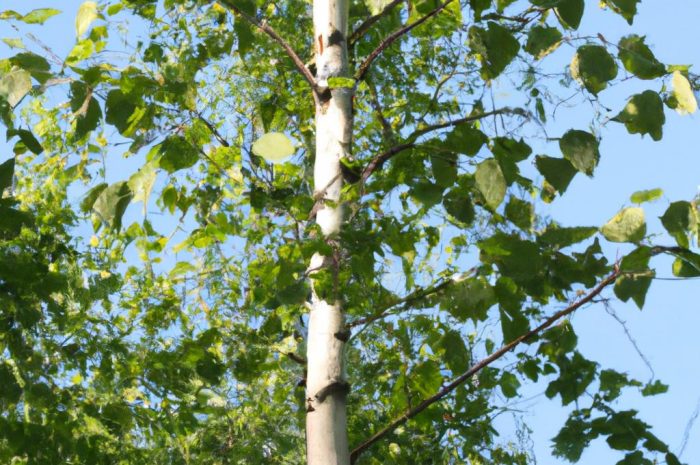 Brzoza youngii – co warto wiedzieć o tym drzewie?