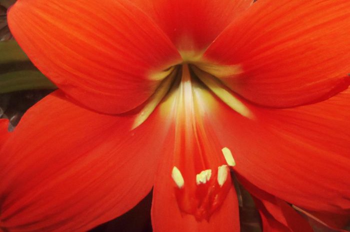 Bugenwilla – poznaj jej rodzaje i historię