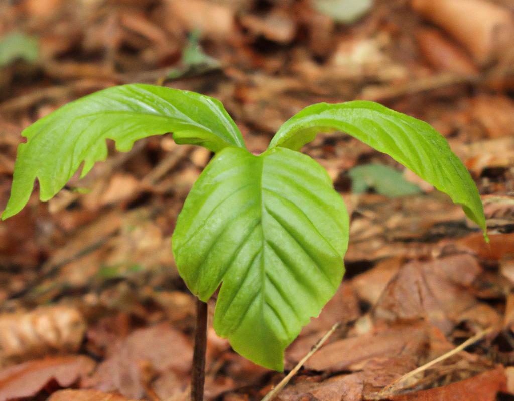 Amorfa – czym wyróżnia się ta krzewiasta roślina?