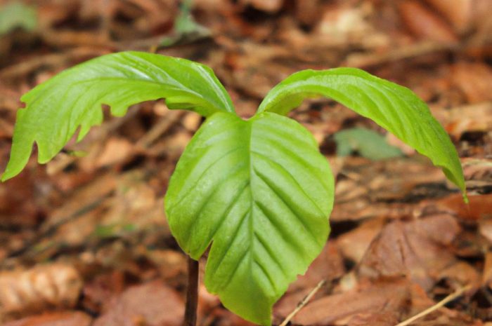 Buk pospolity – stwórz z niego żywopłot! Dowiedz się, jak wygląda uprawa młodych sadzonek i pozyskiwanie nasion