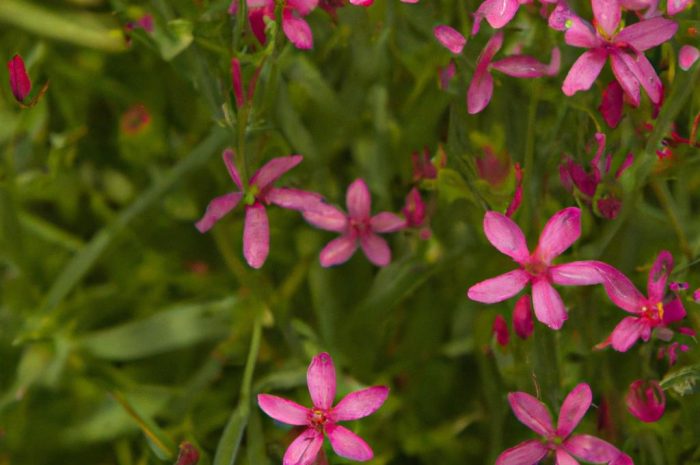 Bukwica zwyczajna. Jak uprawiać czyściec lekarski w swoim ogrodzie?