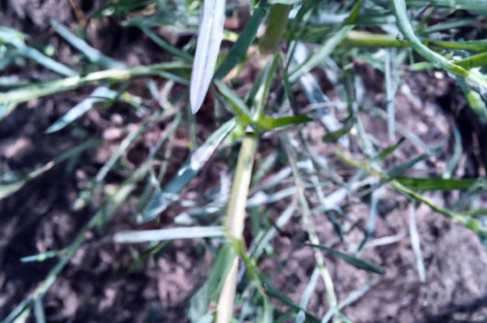 Bylica piołun – właściwości zdrowotne i uprawa tego wspaniałego ziela!