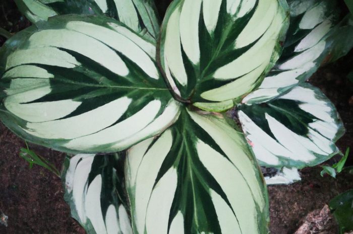 Calathea Orbifolia – amazońska piękność. Wymagania kalatei okrągłolistnej