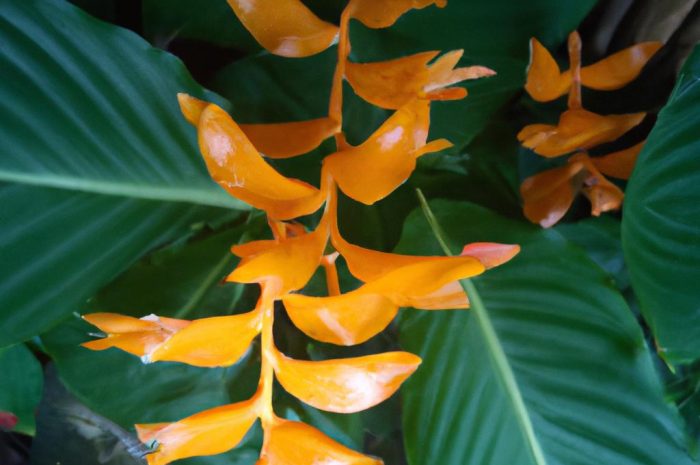 Calathea crocata – jak wygląda uprawa tej przepięknej rośliny?