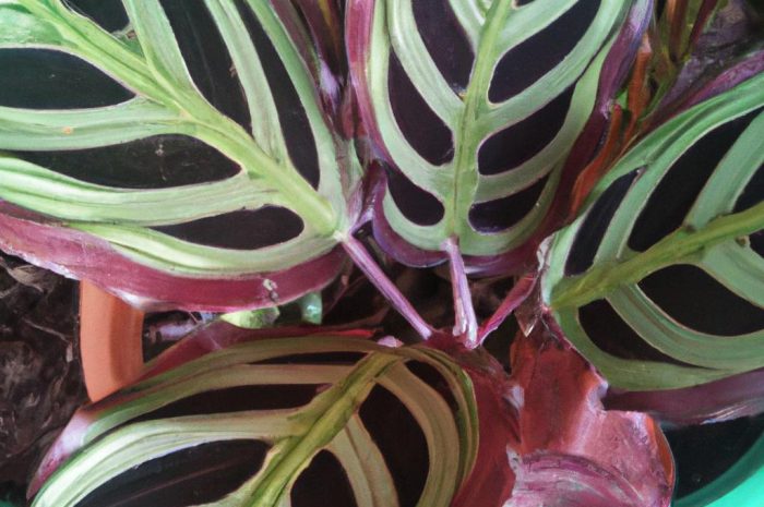 Calathea makoyana – kilka słów o tym kwiecie