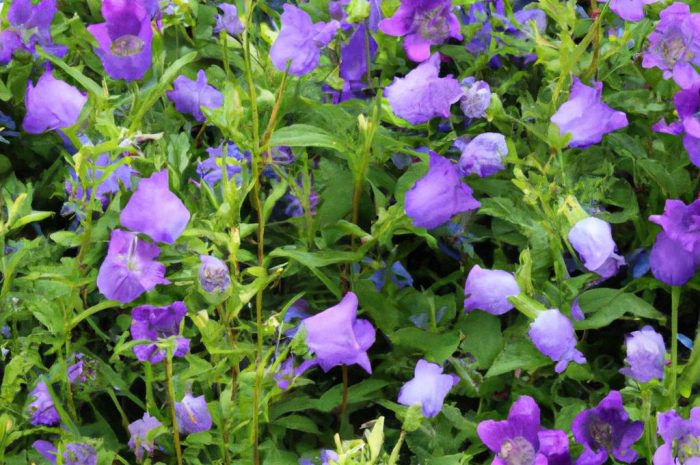 Campanula – idealna roślina do ogrodu naturalistycznego i romantycznego