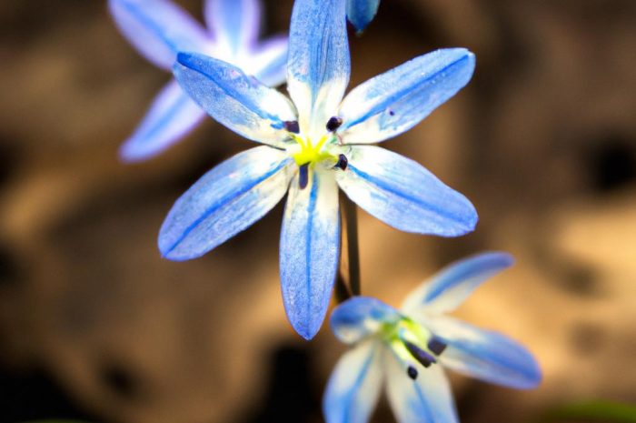 Cebulica syberyjska – uprawa, rozmnażanie i sadzenie. Jak uprawiać te kwiaty?