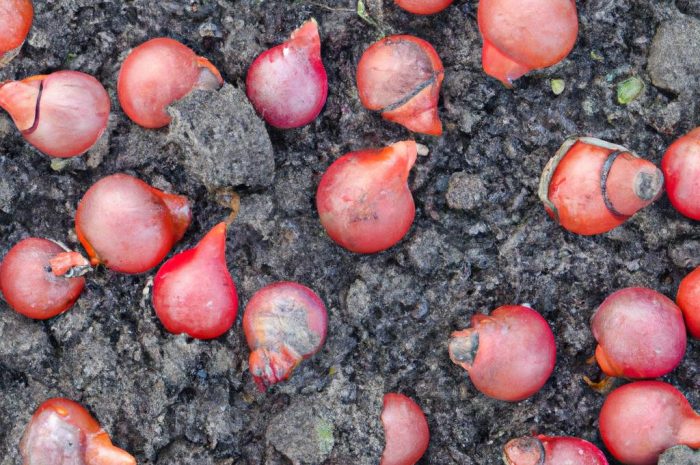 Cebulki kwiatowe wiosenne – co sadzić wiosną? Wybór roślin cebulowych i sadzenie cebulek