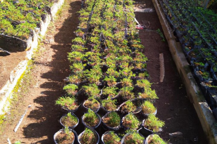 Cedr himalajski, cedr libański i cedr atlaski – poznaj poszczególne gatunki i zasady uprawy