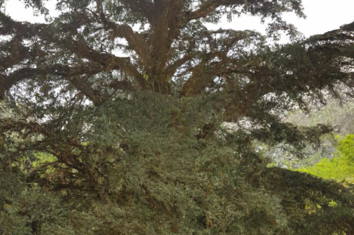 Cedr libański – jeden z najpiękniejszych w swoim rodzaju