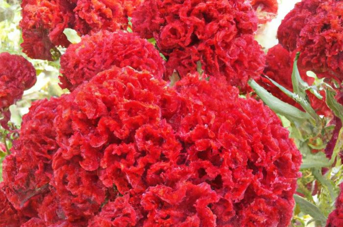 Celosia – jak z doskonałym skutkiem uprawiać celozje w swoim przydomowym ogrodzie?