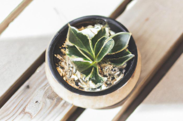 Celozja grzebieniasta w doniczce – uprawa rośliny