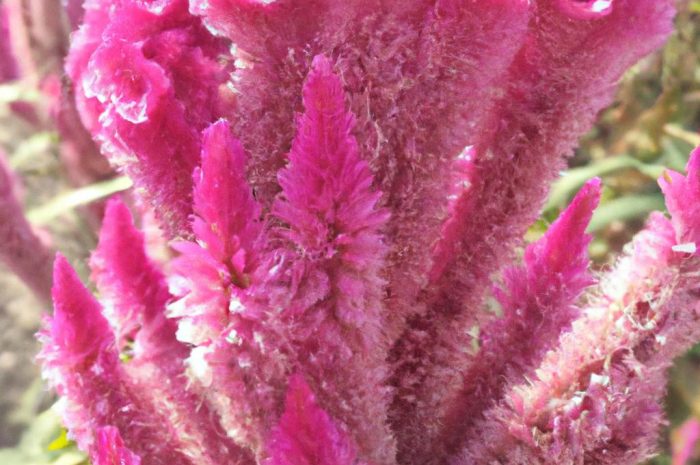 Celozja – wymagania, pielęgnacja, uprawa. Jakie są rodzaje tej wyjątkowej rośliny?