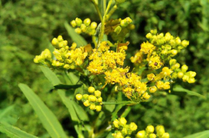 Centuria pospolita – poznaj warunki uprawy, właściwości i zastosowanie ziela tysiącznika!