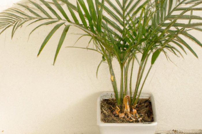 Chamedora – jak uprawiać palmę w doniczce?