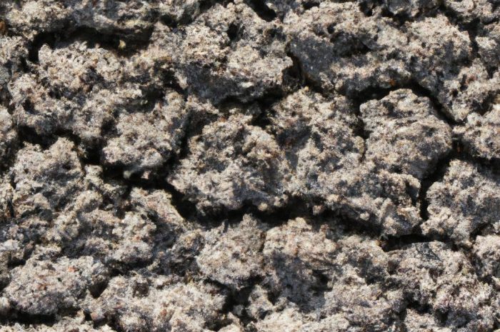 Chcesz przeprowadzić w ogrodzie zakwaszanie gleby? Sprawdź przydatne informacje na temat tego, kiedy i jak to zrobić!