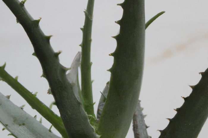 Chcesz uprawiać aloes zwyczajny w doniczce? Sprawdź informacje, które mogą ci się przydać podczas hodowli tej rośliny!