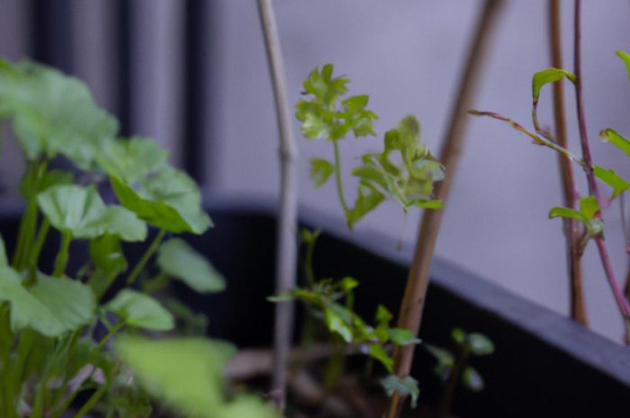 Chcesz uprawiać pomidory koktajlowe w swoim ogrodzie lub na balkonie? Sprawdź informacje, które możesz wykorzystać!