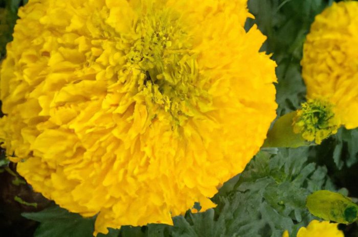 Chcesz uprawiać złocień w swoim ogrodzie? Sprawdź przydatne informacje na ten temat