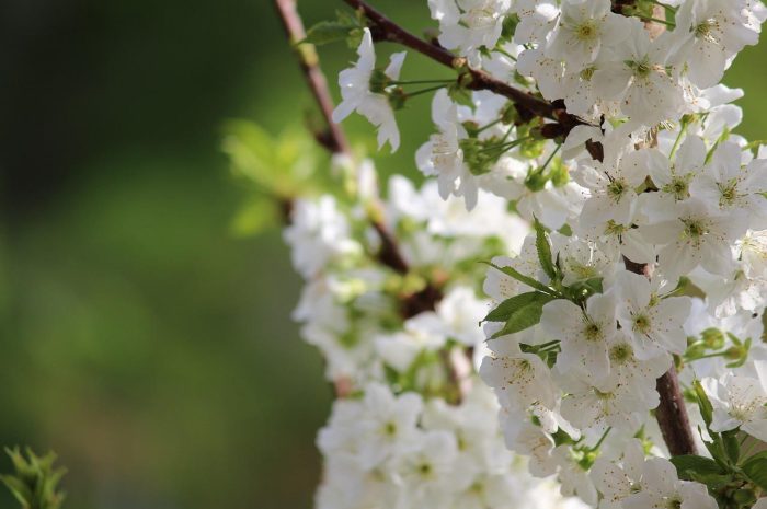 Chcesz urozmaicić swój ogród? Zasadź w nim jagody!