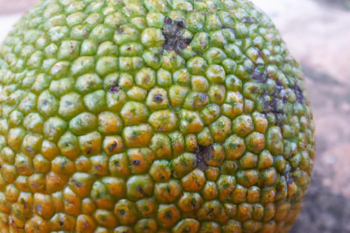 Chlebowiec – jak wyglądają owoce tego oryginalnego gatunku?