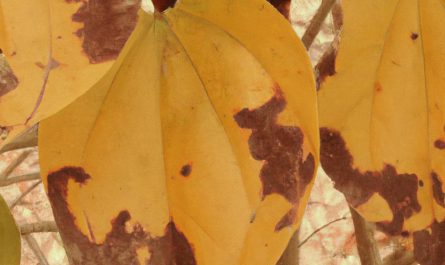 Araukaria wyniosła – ciekawa roślina ozdobna