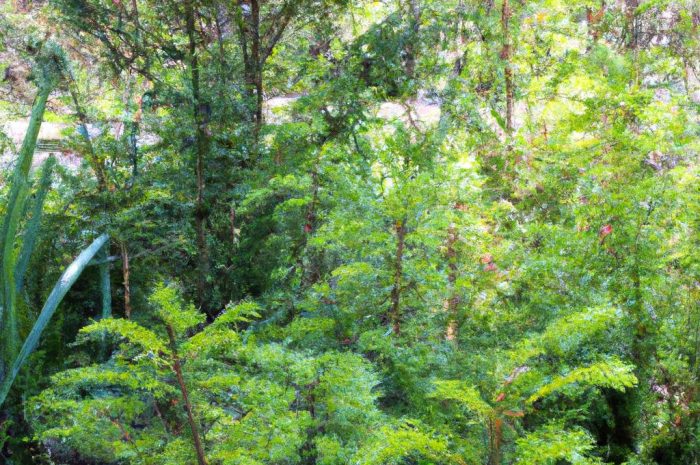 Choina kanadyjska (Tsuga canadensis) – uprawa i pielęgnacja
