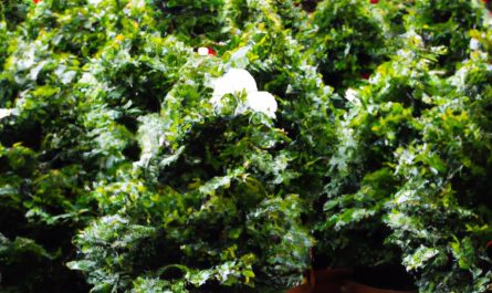 Araukaria wyniosła – ciekawa roślina ozdobna