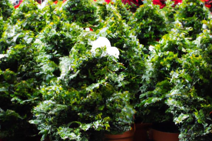 Choinka w doniczce – sztuczna czy żywa? Jak pielęgnować?