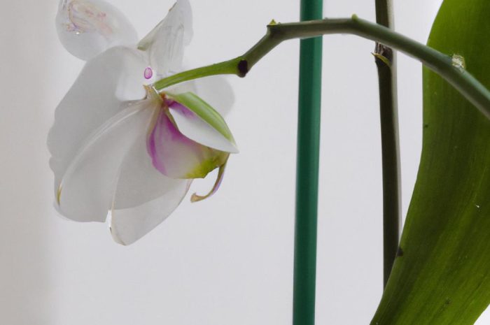 Choroby storczyków – jak je zwalczyć? Sprawdź, jak się objawiają i jak możesz im zapobiegać!