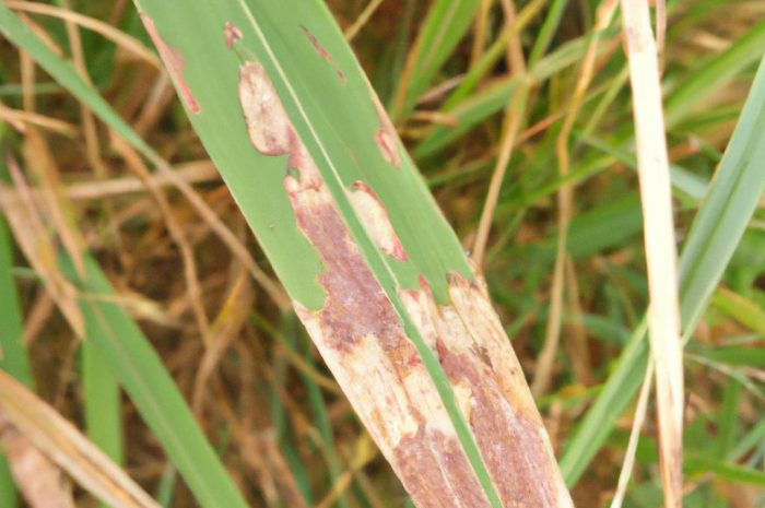 Choroby trawy: objawy i zwalczanie najczęstszych chorób trawnika