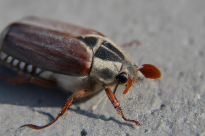 Chrabąszcz majowy (Melolontha melolontha) – skuteczne sposoby zwalczania żarłocznego szkodnika!
