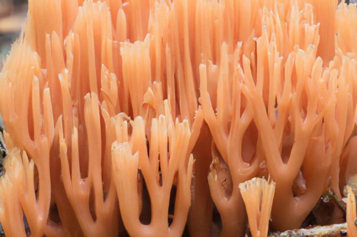 Chrobotek koralkowy – poznaj ciekawostki o tym grzybie