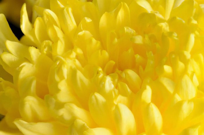 Chryzantema – jak pielęgnować złote kwiaty?