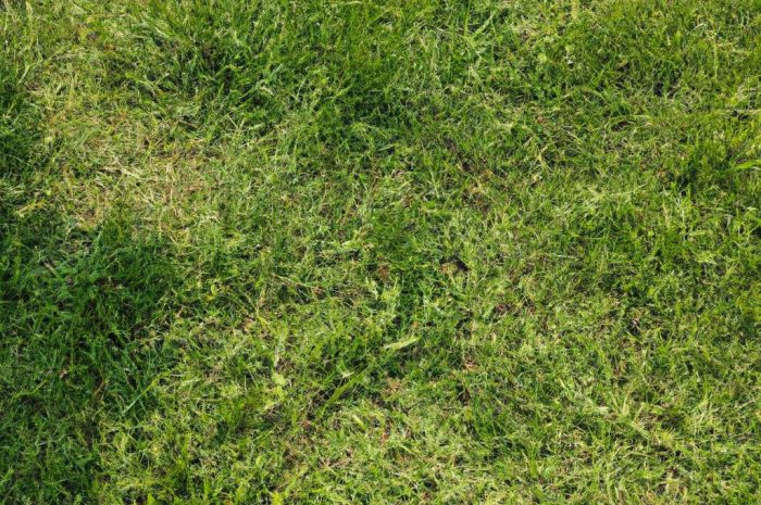 Chwasty w trawie: podpowiadamy, jak pozbyć się chwastów z trawnika!