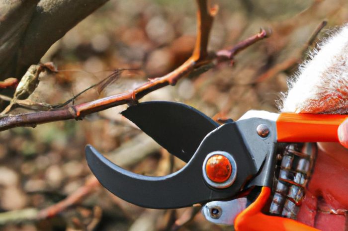 Cięcie aronii – jaki jest najlepszy termin na przycinanie krzewów owocowych? Poznaj zasady cięcia aronii!