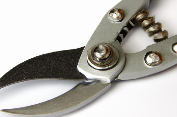 Cięcie budlei na wiosnę: jak przycinać budleję Dawida?